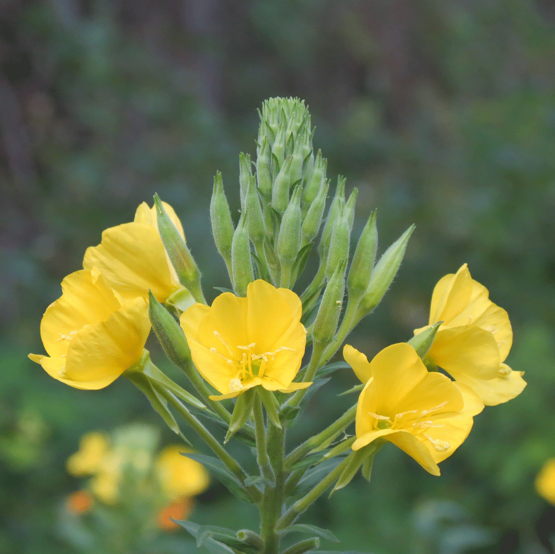 PNW Native Plant: Evening Primrose
