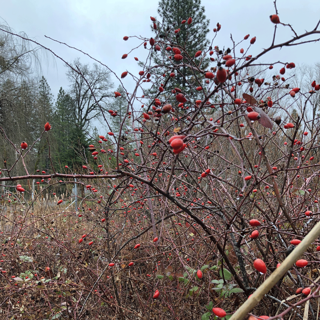 Ingredient Spotlight: Rosehip infusion