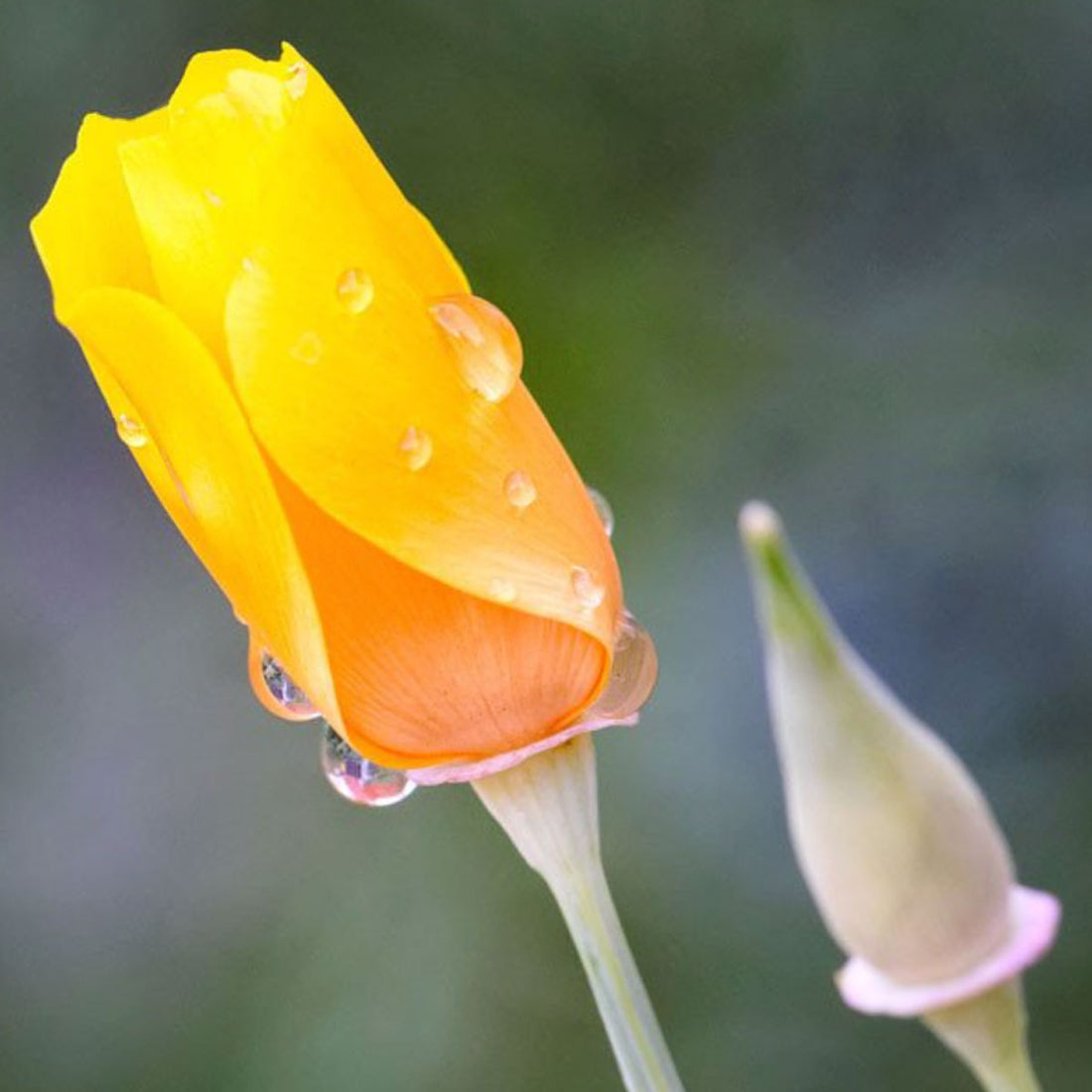 Native Plant Report - California Poppy (Eschscholzia Californica)