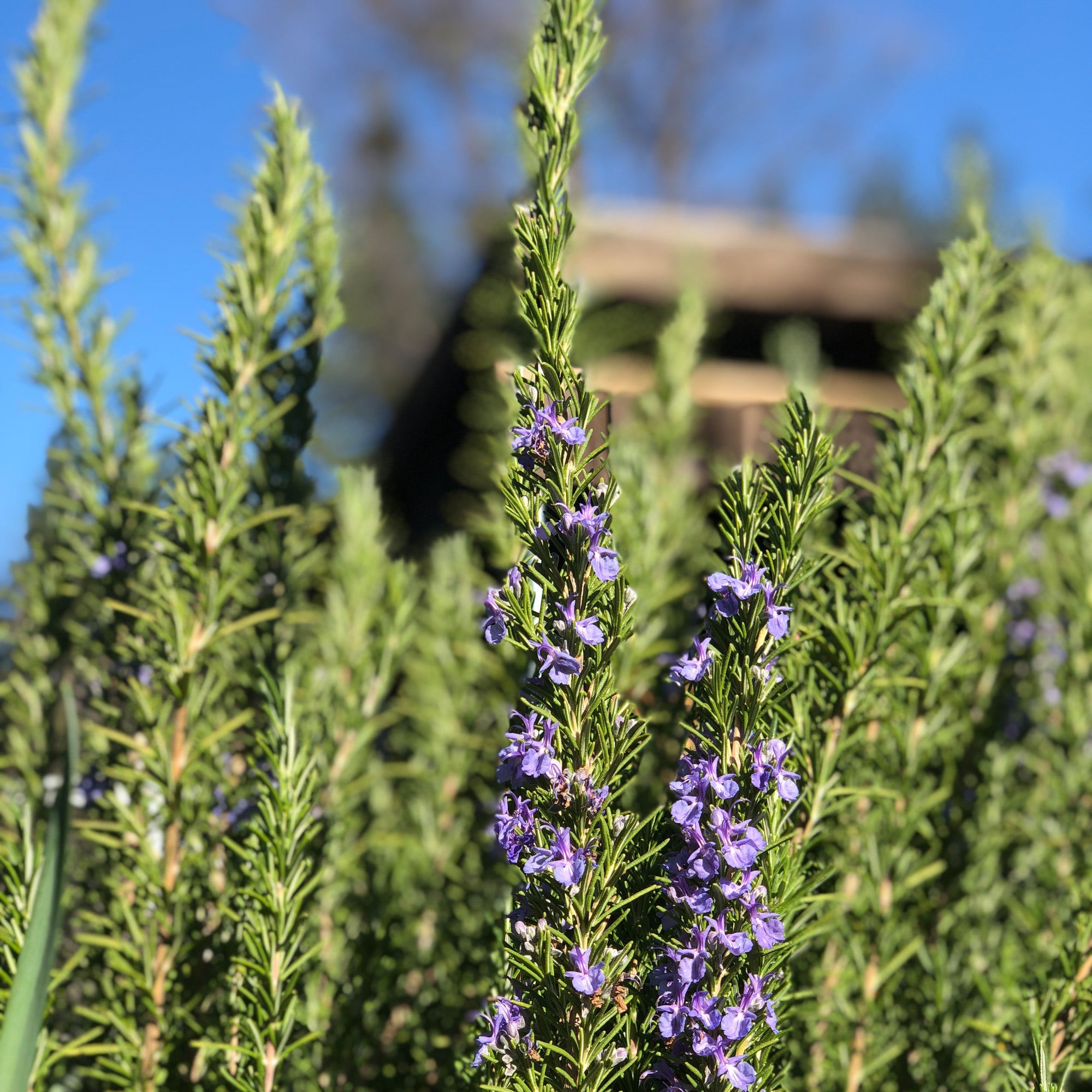 What are the benefits of Rosemary?