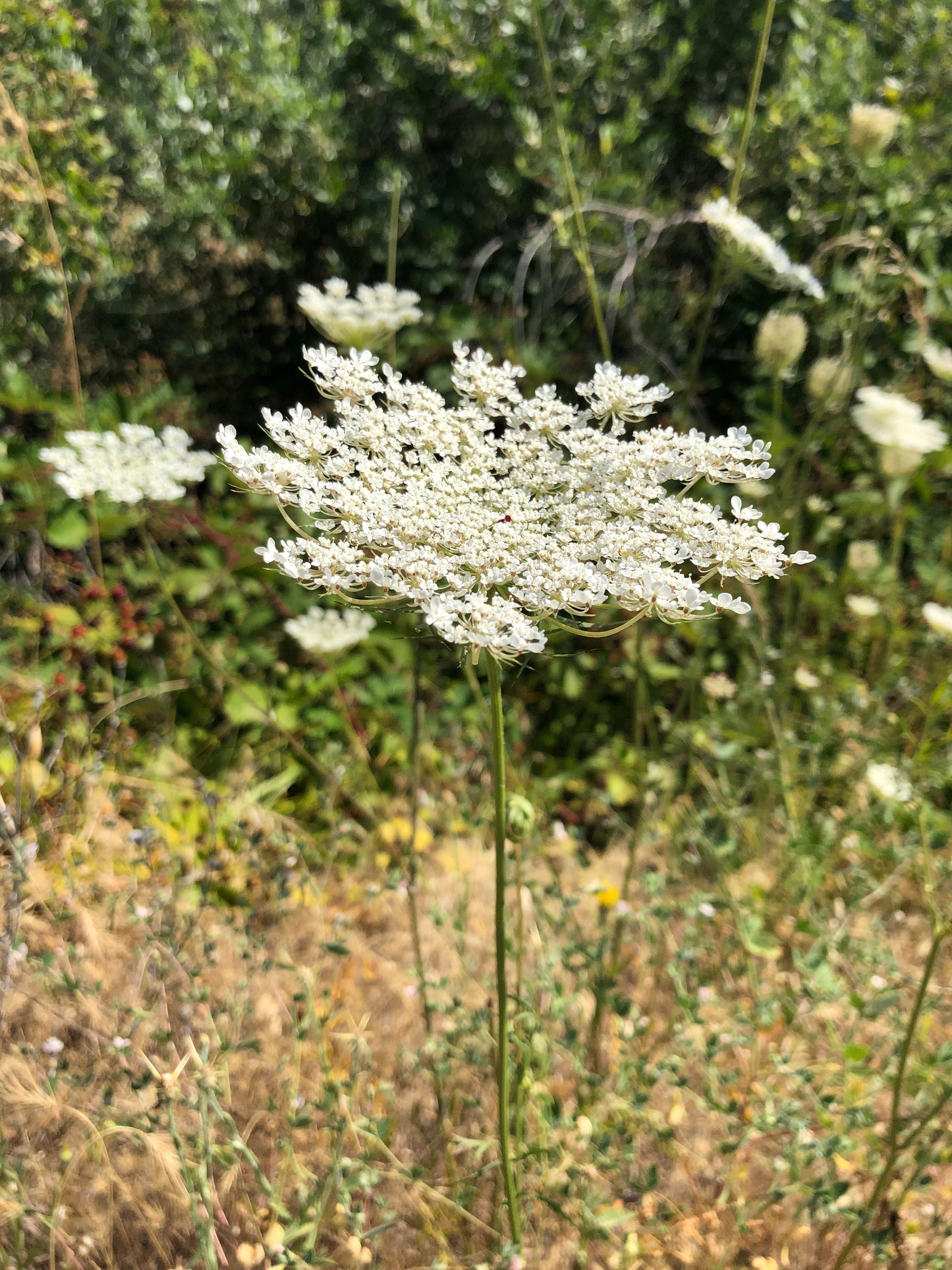 Wild Carrot Seed Essential Oil
