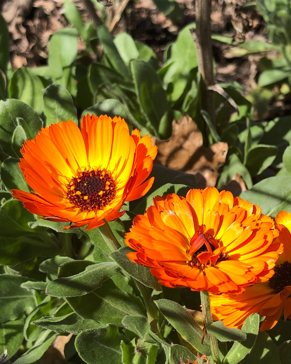 Skin Salve with Calendula
