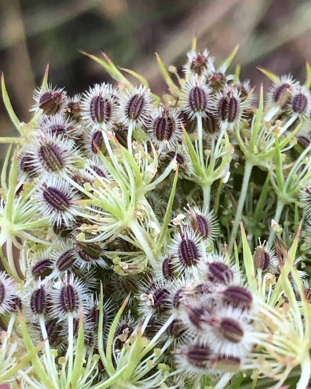Wild Carrot Seed Essential Oil