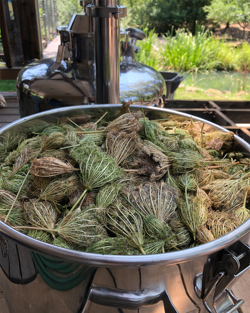 Wild Carrot Seed Essential Oil