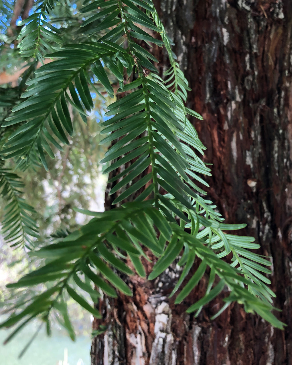 Redwood Essential Oil