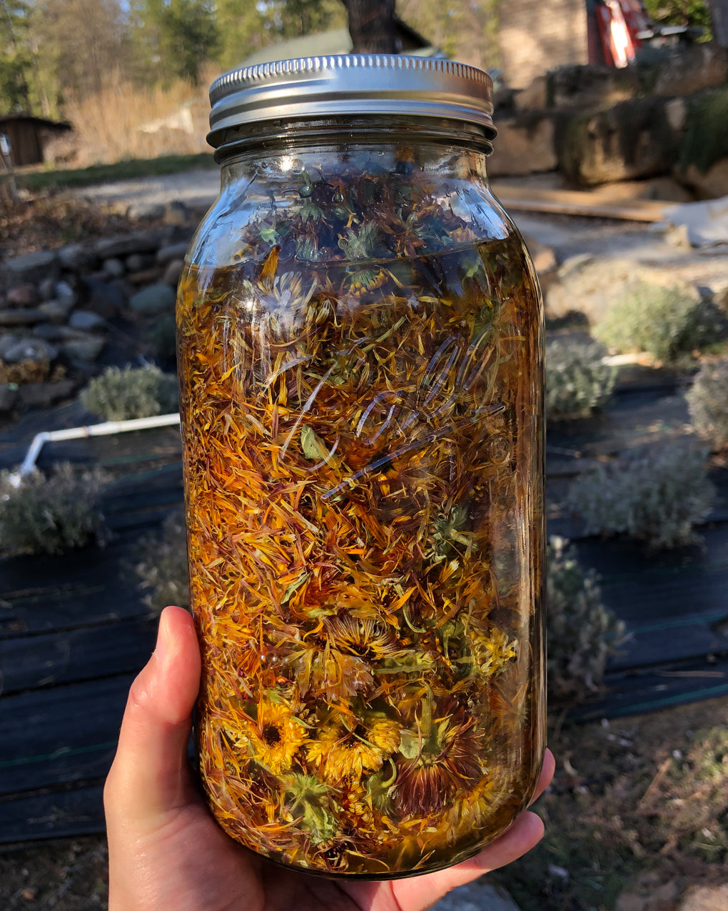 calendula infused oil