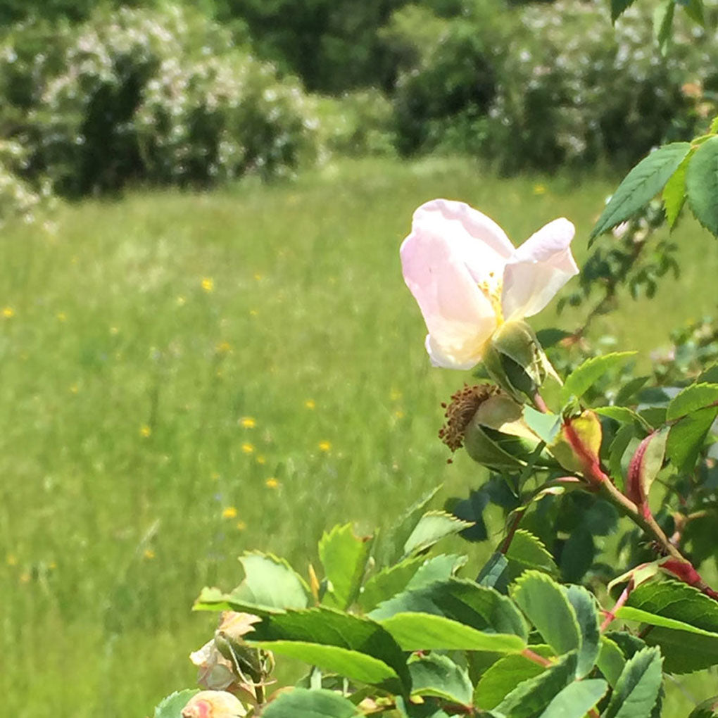 Mountain Rose Facial Serum