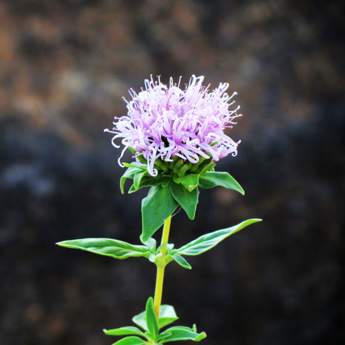 Native Plant Report - Coyote Mint