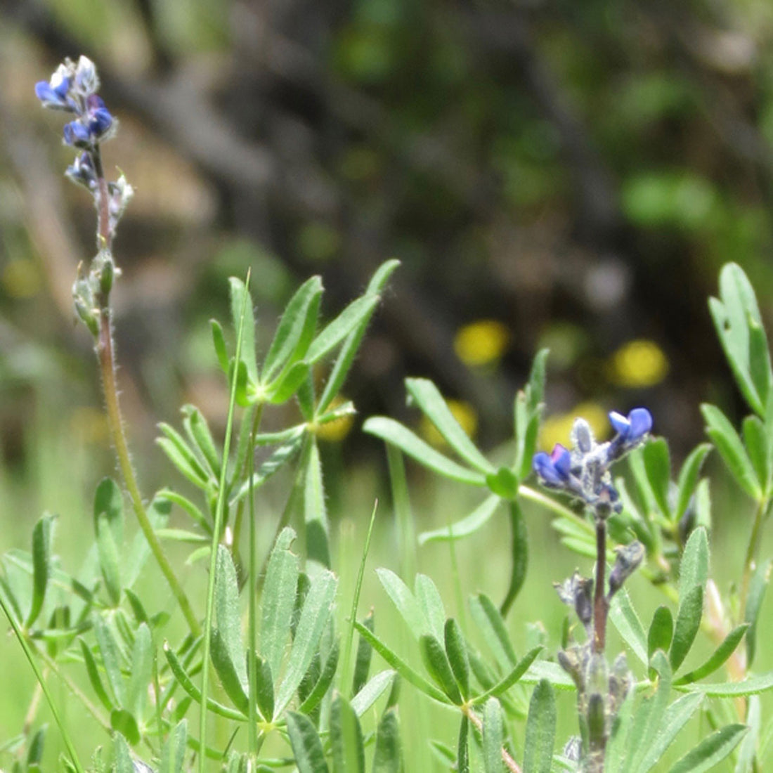 Store Spotlight: Theodore Payne Foundation for Wild Flowers and Native Plants