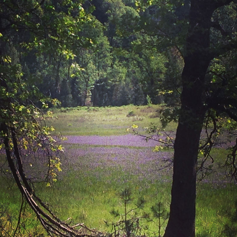 Celebrate California Native Plant Week