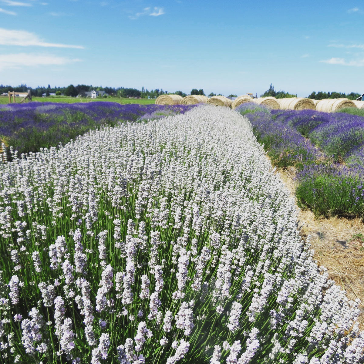 Meet our Local Supplier: Victor's Lavender