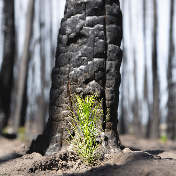 Regrowing Northern California