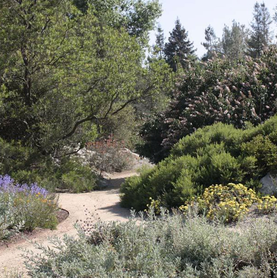 Store Spotlight: Rancho Santa Ana Botanic Garden