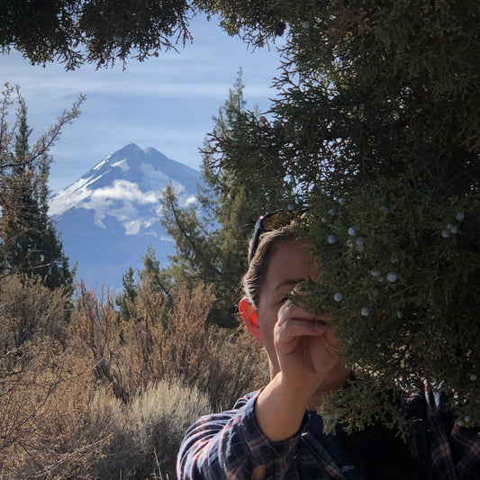 California Juniper Harvest