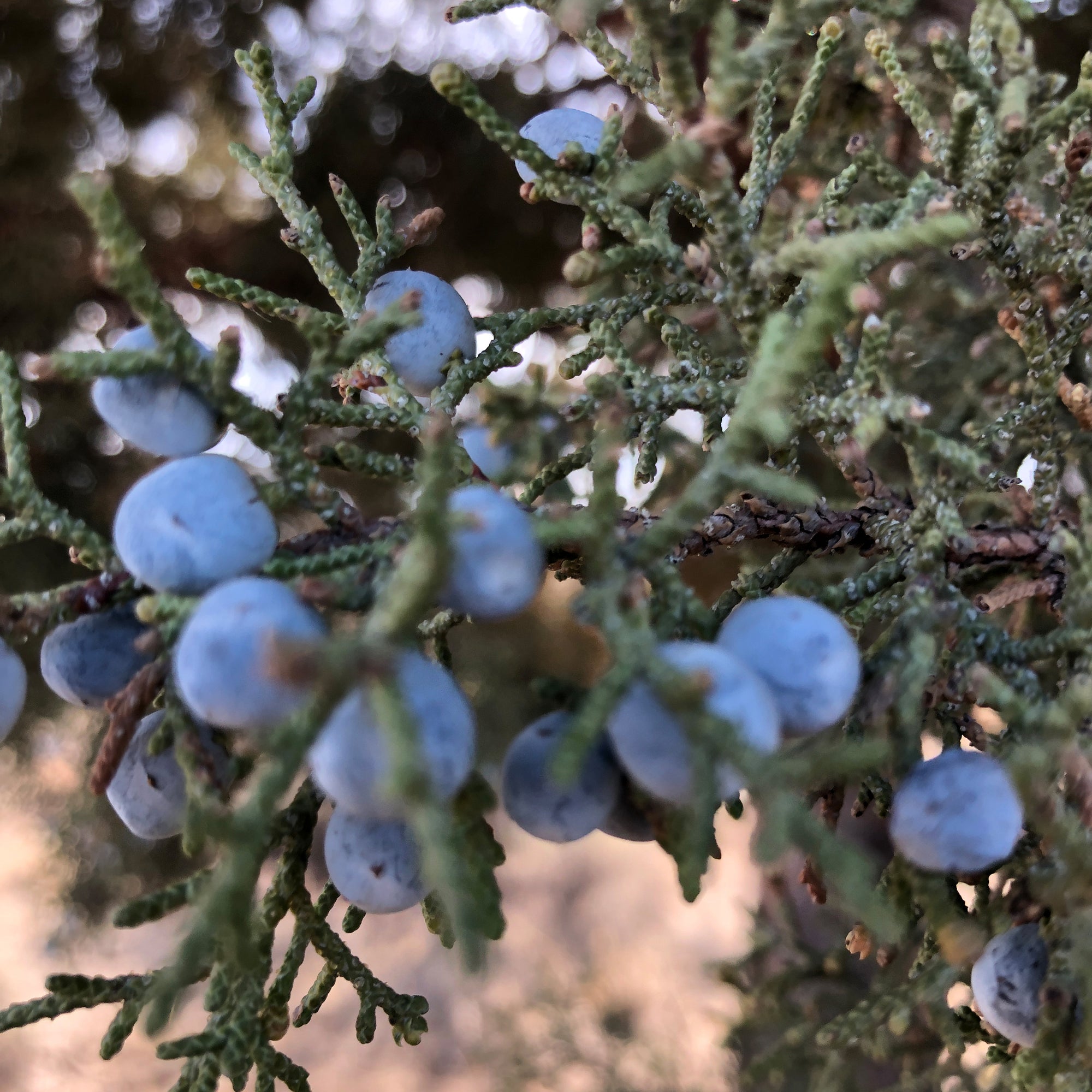 Ingredient Feature: Juniper Berry - Uncommonly Good