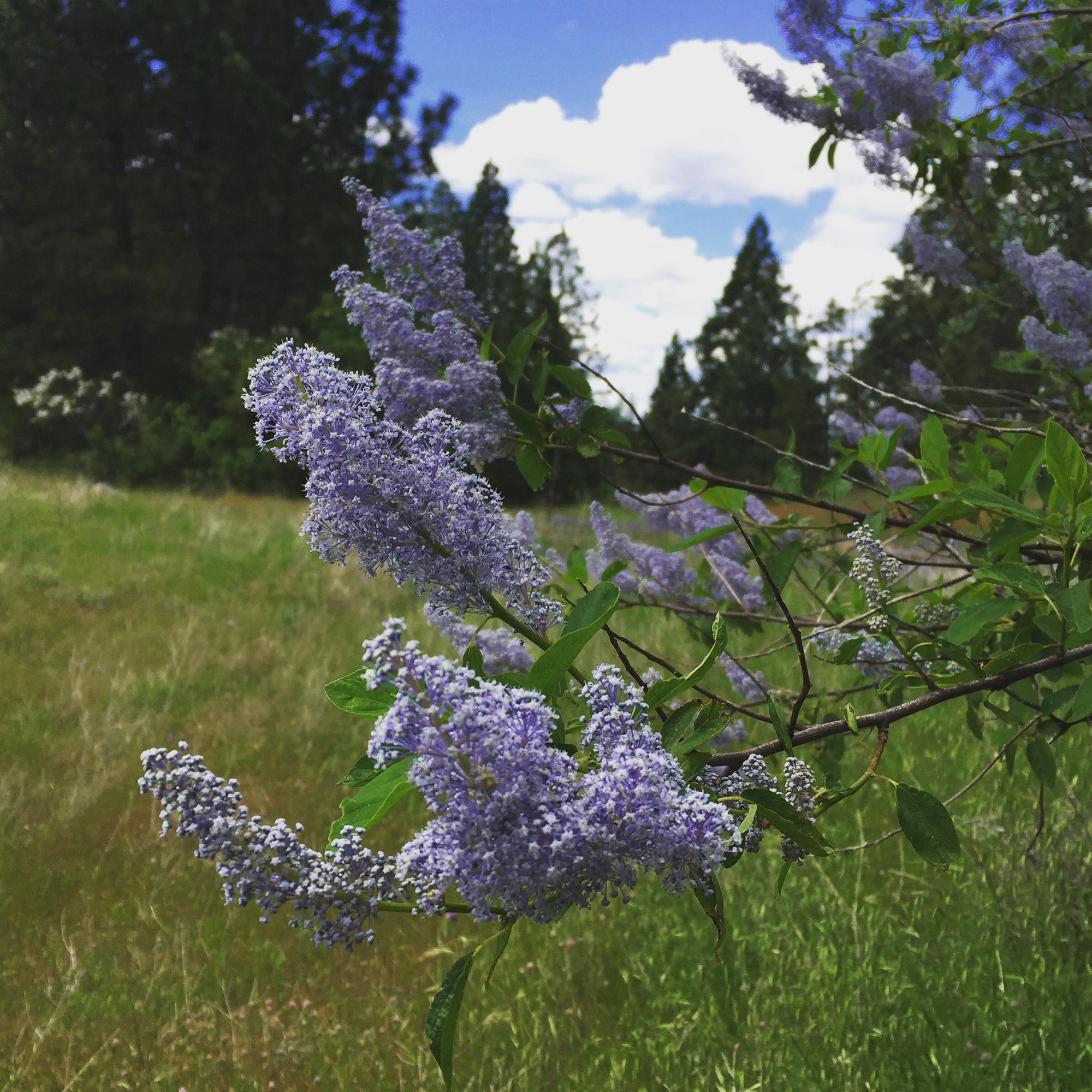 Ceanothus California Lilac - Soap Plant