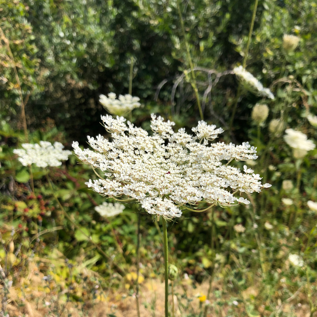 Why is Wild Carrot Seed so Unique?