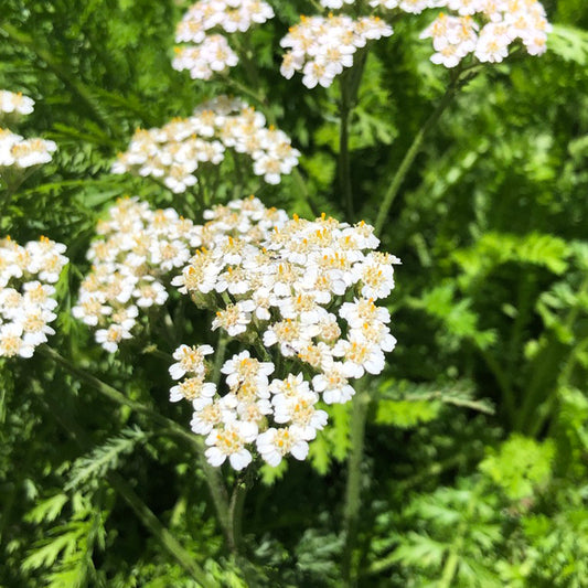 Yarrow (Achillea millefolium)