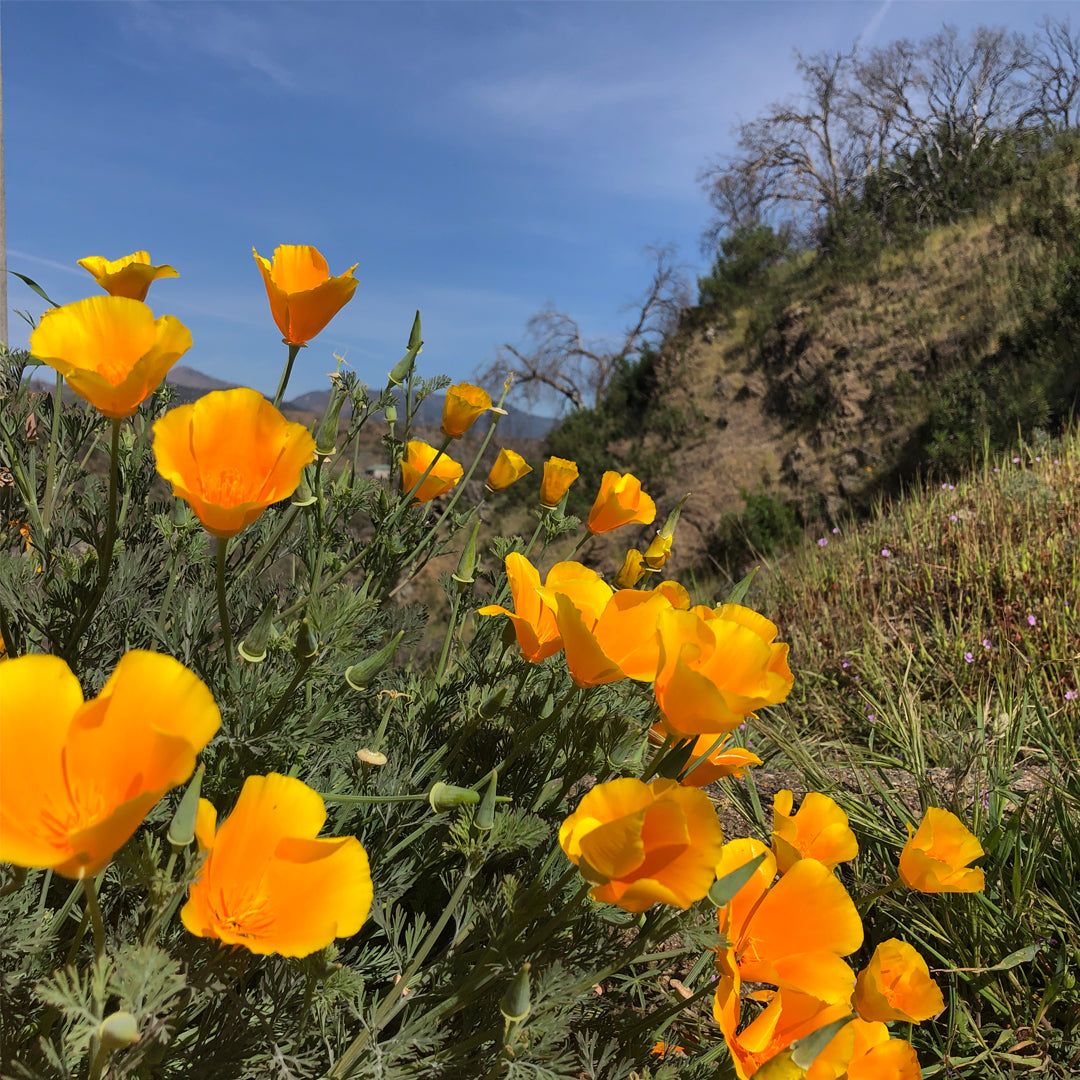 California Poppy Soap Bar