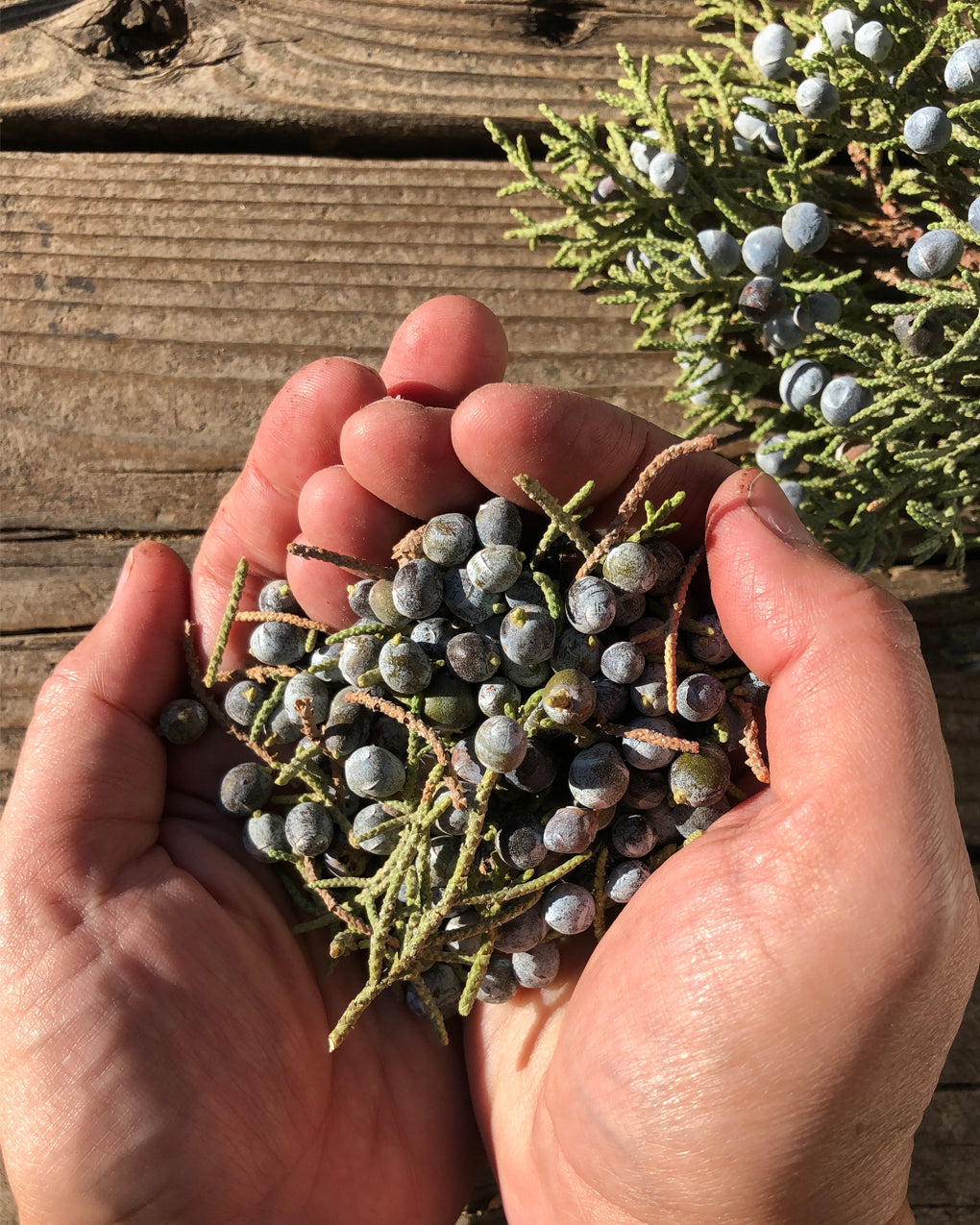 hand picked juniper berries