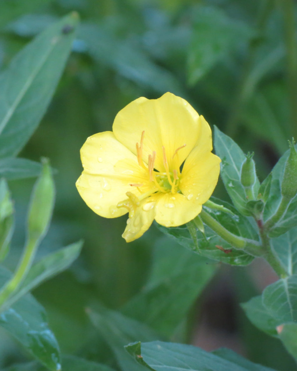 Evening Primrose Facial Serum