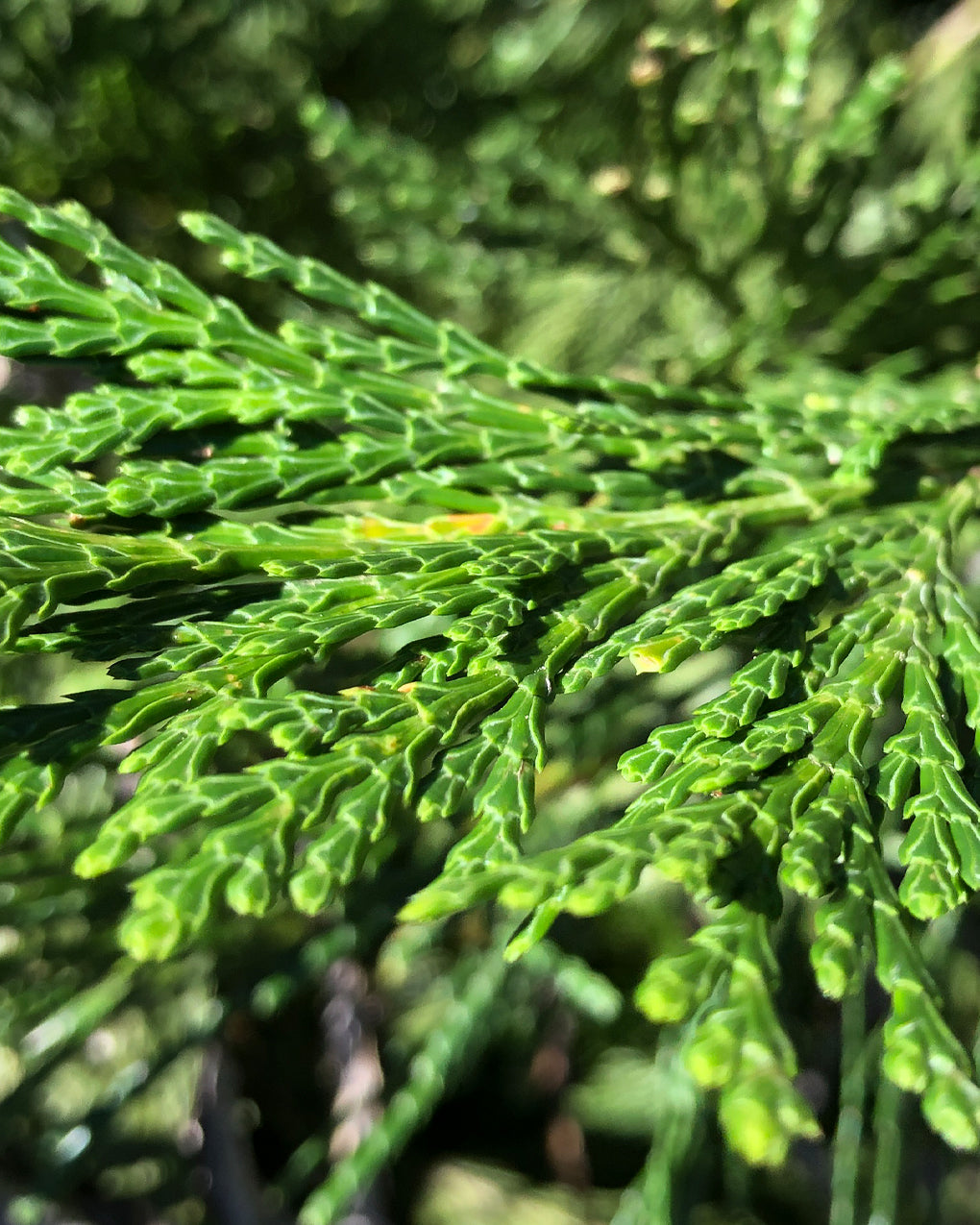 Incense-Cedar Essential Oil