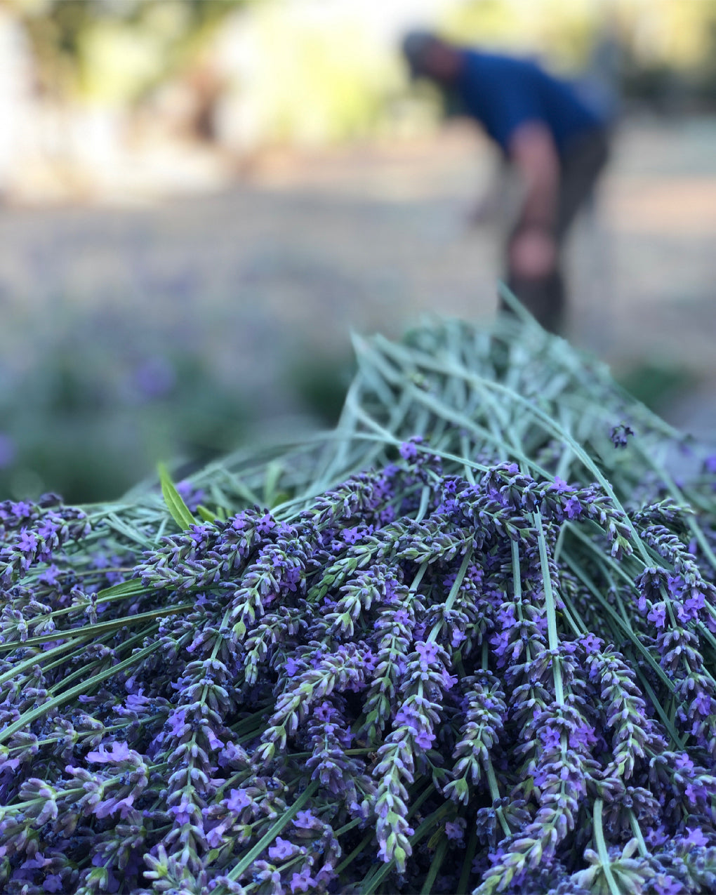 Lavender Hydrosol