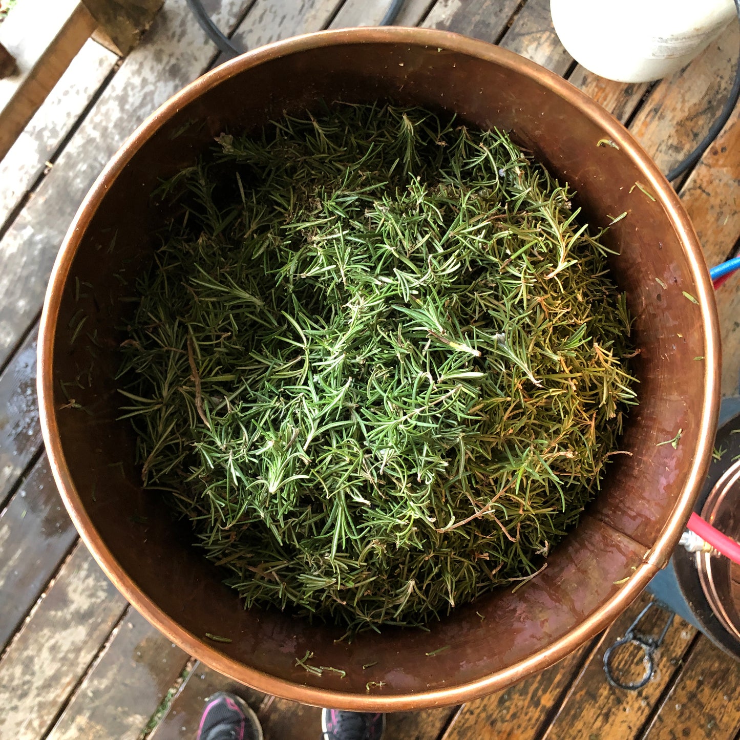 Rosemary Essential Oil